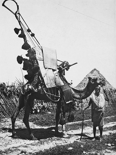 Bygge et imperium i den fascistiske tidsalder: kamel med pynt til en bryllupsseremoni, 09.05.1936 (s/hvitt-bilde) av Modestino Baldinetti