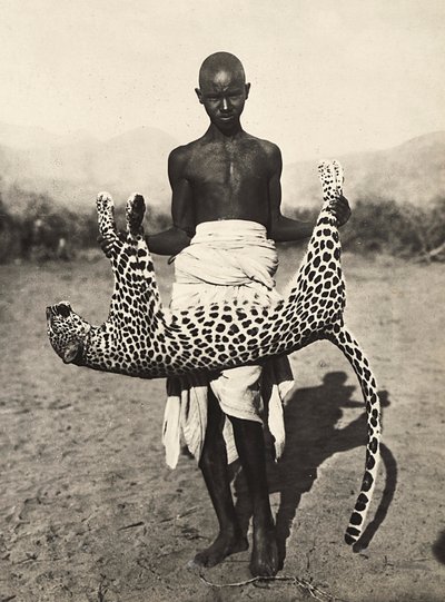 "Building an Empire" i den fascistiske tidsalderen: innfødte viser en leopard, 09/05/1936 (s/hvitt-bilde) av Modestino Baldinetti