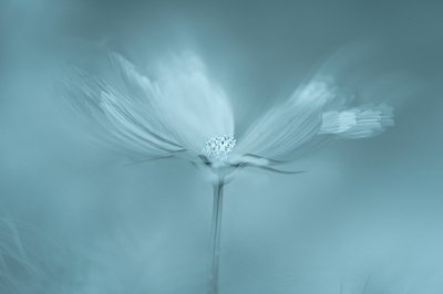 Drømmende blå blomst av Molly Fu APA