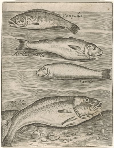 Studieblad met vier vissen Fisk live-ikoner (serietittel) av Monogrammist P+P