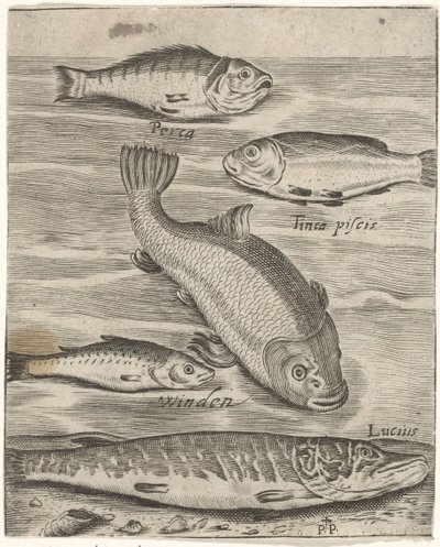 Studieblad met vijf vissen Fisk live-ikoner (serietittel) av Monogrammist P+P
