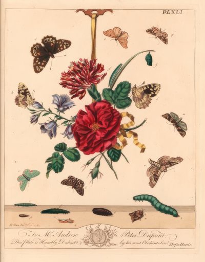 Vinkeltoner møll, Phlogophora meticulosa, krokspiss av eik, Watsonalla binaria, Mother Shipton-møll, Callistege mi, flekkete tresommerfugl, Pararge aegeria, sperret krokspiss, Watsonalla cultraria, brunt kinamerke, Elophila nymphaeata og hoftejente, av Moses Harris