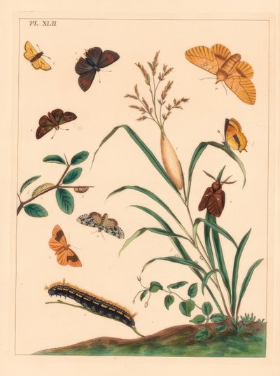Drikkmøll, Euthrix potatoria, brun hårstripe, Thecla betulae, stor skipper, Ochlodes sylvanus, liten skipper, Thymelicus sylvestris, knappe vidunder du jour, Dipthera runica og tjavla, Plagodis pulveraria av Moses Harris