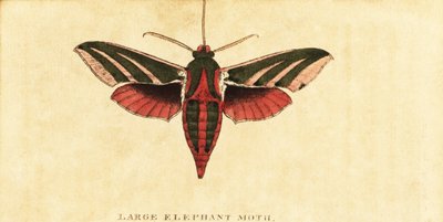Elefanthaukmøll, Deilephila elpenor., 1800 (gravering) av Moses Harris
