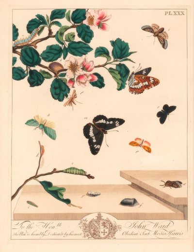 Figur av åtte møll, Diloba caeruleocephala, hvit admiral, Limenitis arthemis, skorsteinsfeier, Odezia atrata, rød buemøll, Callimorpha miniata, brun møll, Pterophorus pterodactylus, knappe sølvlinjer, Bena bicolorana, og hypen snutemøll av Moses Harris