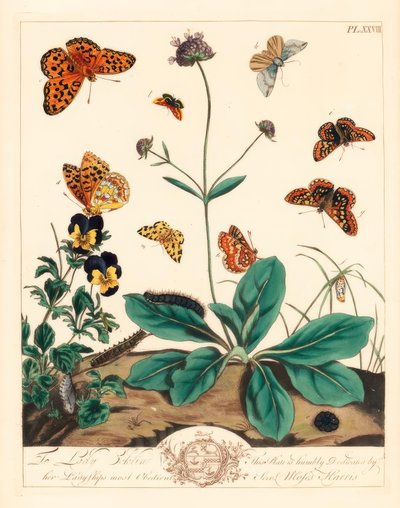 Fet fritillary, Euphydryas aurinia, høybrun fritillary, Fabriciana adippe, diskantmøll, Aplocera plagiata, flekkete gul, Pseudopanthera macularia, og crimson og gullmøll, Pyrausta purpuralis, på djevelbitt skabb, Succisa pratensis, og av Moses Harris