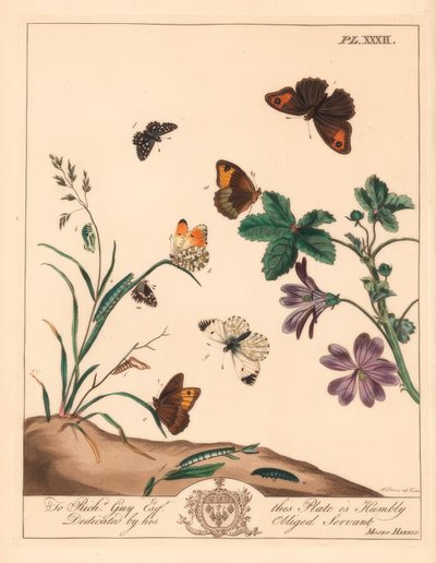 Engbrun sommerfugl, Maniola jurtina, tredame eller oransjespiss, Anthocharis cardamines og grizzled skipper, Pyrgus alveolus av Moses Harris