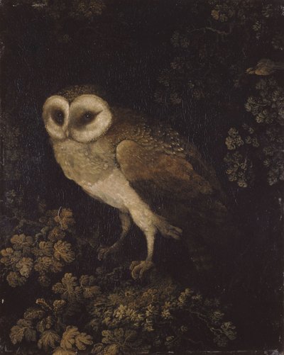 En ugle, 1780-1790. av Moses Haughton