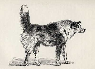 Halvavlet gjeterhund med fiendtlige intensjoner, fra Charles Darwins 