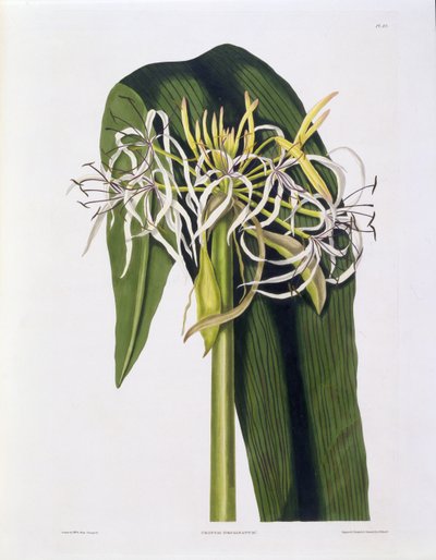 Crinum Declinatum, Plate 43 fra 