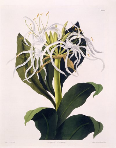 Pancratium Speciosum, plate 47 fra 