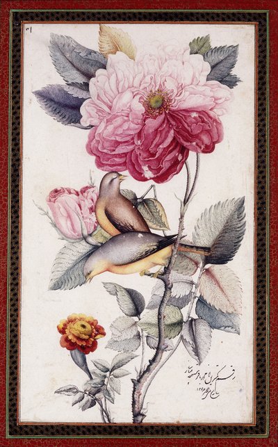 Gul-o Bulbul, ca. 1849-50 (akvarell på papir) av Muhammad Baqir