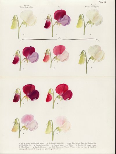  av Muriel Wheldale (after) Onslow