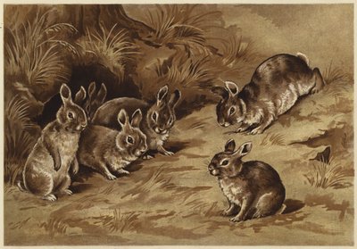 Babykaniner (litho) av N. Parker