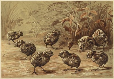 Rapphønemor (litho) av N. Parker