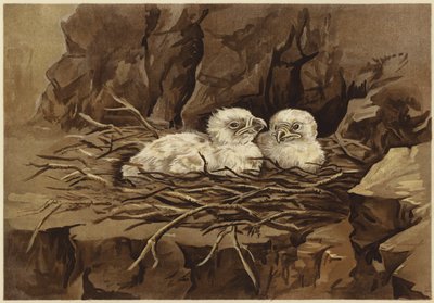 Ørnens eyrie (litho) av N. Parker