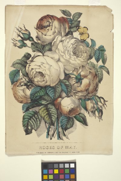 Rosen des Mai von N. and Ives J.M. (1824-95) Currier