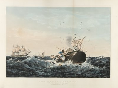 The Whale Fishery: Sperm Whale 'In a Flurry' (fargelitografi) av Currier and Ives