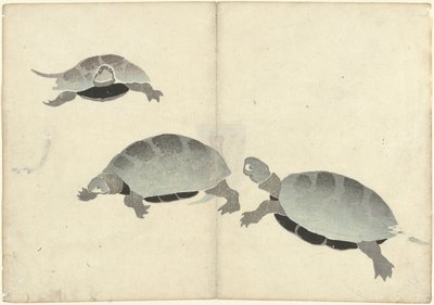 Tre skilpadder Bildealbum av Korin (serietittel) Korin gafu (serietittel) av Nakamura Hochu