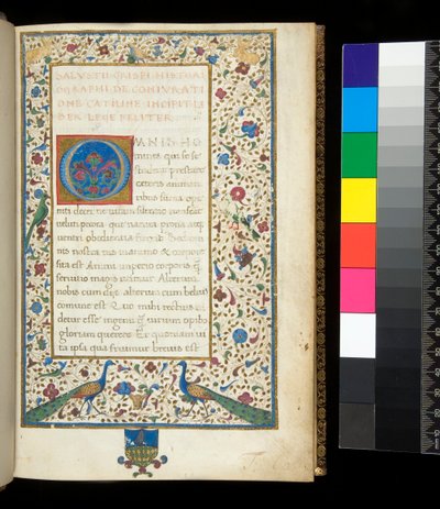 Ms 336. Sallust, Catilina og Jugurtha, f.1r. Full opplyst kant med påfugler, kaniner, grønne parakitter og en due av Neapolitan School