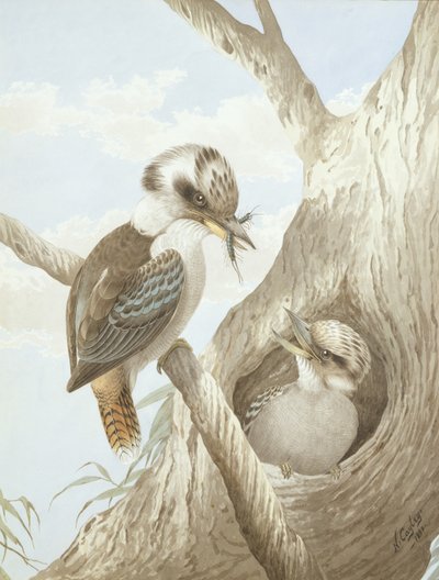 Kookaburras fôring ved et reir i et tre, 1892 av Neville HP Cayley