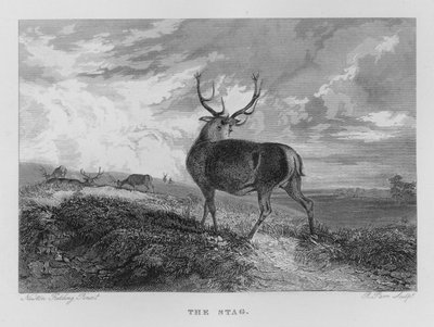 The Stag (gravering) av Newton Fielding