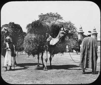 Kameler som bærer fôr, Egypt, c1890. av Newton and Co