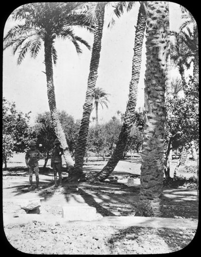 General Gordons Garden, Khartoum, Sudan, c1890 av Newton and Co