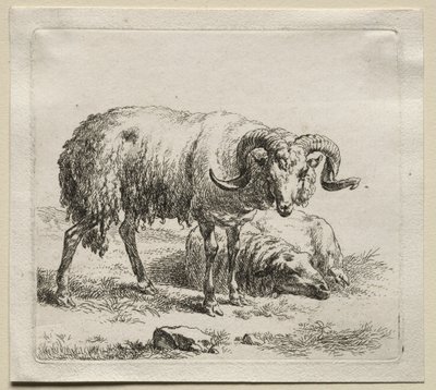 Animalia: Vær og sau av Nicolaes Berchem