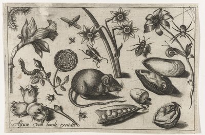Blomster, en mus, insekter og en blåskjell Fugler, blomster, insekter etc. (serietittel) av Nicolaes de Bruyn (possibly)