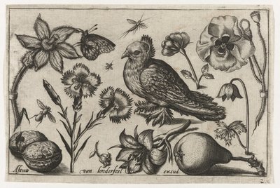 Blomster, en pære og en due Fugler, blomster, insekter etc. (serietittel) av Nicolaes de Bruyn (possibly)