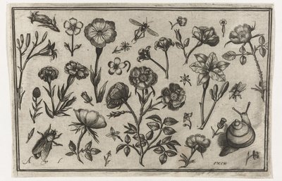 Blomster, en flue og en snegl Fugler, blomster, insekter etc. (serietittel) av Nicolaes de Bruyn (possibly)