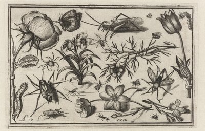 Blomster og insekter Fugler, blomster, insekter etc. (serietittel) av Nicolaes de Bruyn (possibly)