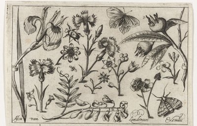 Blomster og sommerfugler Fugler, blomster, insekter etc. (serietittel) av Nicolaes de Bruyn (possibly)