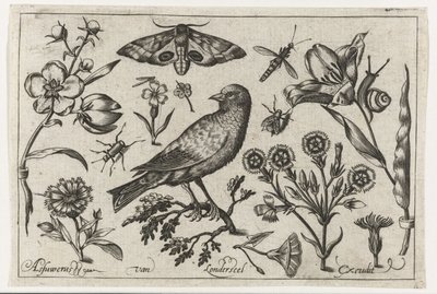 Blomster, insekter, nattpåfugløye og en kråke Fugler, blomster, insekter etc. (serietittel) av Nicolaes de Bruyn (possibly)