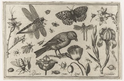 Blomster, øyenstikkere og fugl Fugler, blomster, insekter etc. (serietittel) av Nicolaes de Bruyn (possibly)