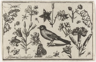 Blomster, sommerfugl og en fugl Fugler, blomster, insekter etc. (serietittel) av Nicolaes de Bruyn (possibly)