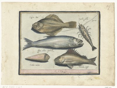 Flyndre, reker, smelte og pos Libelivs diverse Genera piscium complectens (serietittel) Ferskvannsfisk, marin fisk, frosker, krepsdyr og sjødyr (serietittel) av Nicolaes de Bruyn