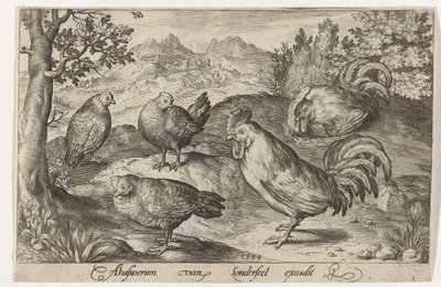 Tre høner og to haner Fugler og insekter (serietittel) av Nicolaes de Bruyn