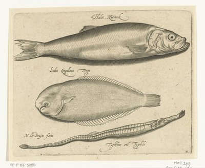 Sild, tunge og pipefisk Libelivs diverse Genera piscium complectens (serietittel) Ferskvannsfisk, marin fisk, frosker, krepsdyr og sjødyr (serietittel) av Nicolaes de Bruyn