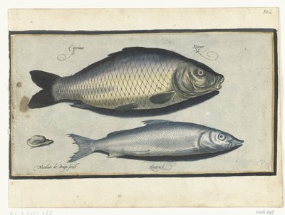 Karpe og Houting Libelivs diverse Genera piscium complectens (serietittel) Ferskvannsfisk, marin fisk, frosker, krepsdyr og sjødyr (serietittel) av Nicolaes de Bruyn