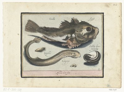 Gurnard, lamprey og snegleskall Libelivs varia Genera piscium complectens (serietittel) Ferskvannsfisk, marine fisk, frosker, krepsdyr og sjødyr (serietittel) av Nicolaes de Bruyn