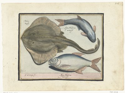 Rokke, brasme og sik Libelivs diverse Genera piscium complectens (serietittel) Ferskvannsfisk, marin fisk, frosker, krepsdyr og sjødyr (serietittel) av Nicolaes de Bruyn