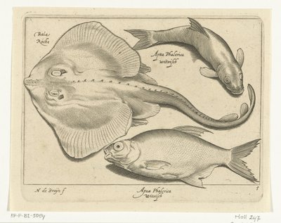 Rokke, brasme og sik Libelivs diverse Genera piscium complectens (serietittel) Ferskvannsfisk, marin fisk, frosker, krepsdyr og sjødyr (serietittel) av Nicolaes de Bruyn