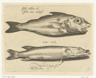 Hyse og gjedde Libelivs diverse Genera piscium complectens (serietittel) Ferskvannsfisk, marin fisk, frosker, krepsdyr og sjødyr (serietittel) av Nicolaes de Bruyn