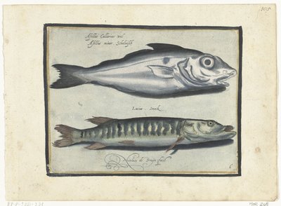 Hyse og gjedde Libelivs diverse Genera piscium complectens (serietittel) Ferskvannsfisk, marin fisk, frosker, krepsdyr og sjødyr (serietittel) av Nicolaes de Bruyn