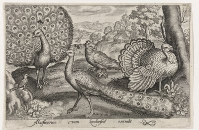 To påfugler og kalkun Fugler og insekter (serietittel) av Nicolaes de Bruyn