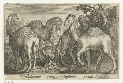 Fire dromedarer Animalivm qvadrvpedvm (serietittel) Dyr i landskap (serietittel) av Nicolaes de Bruyn