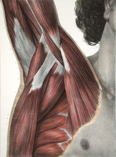 The Shoulder and Axilla, fra 