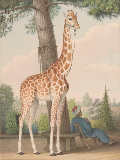 Studie av giraffen gitt til Charles X av visekongen i Egypt av Nicolas Hüet the Younger
